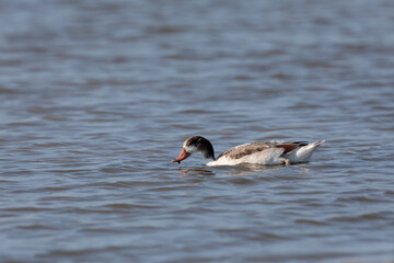 common shelduck Tadorna tadorna in a swamp in Camargue, Southern France