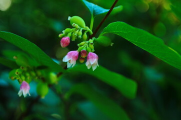 Flower of Common Snowberry Symphoricarpos albus.