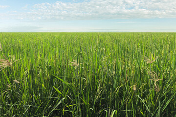 hot day light green grass filed and sky
