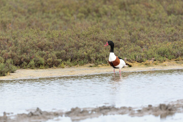 common shelduck Tadorna tadorna in a swamp in Camargue, Southern France