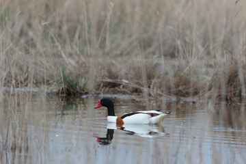 common shelduck Tadorna tadorna in a swamp in Camargue, Southern France