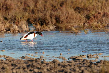 common shelduck Tadorna tadorna in a swamp in Camargue, Southern France