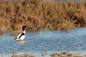 common shelduck Tadorna tadorna in a swamp in Camargue, Southern France