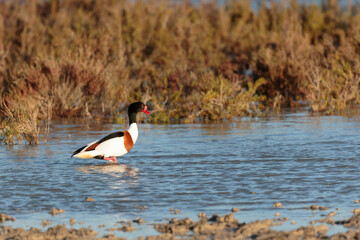 common shelduck Tadorna tadorna in a swamp in Camargue, Southern France