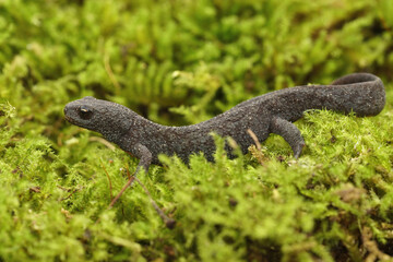 Closeup on a terrestrial adult Alpine newt, Ichthyosaura alpestris alpestris sitting on green moss
