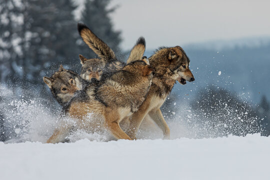 male gray wolf (Canis lupus) wiild pack fighting in the snow