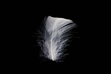 White feather isolated on a black background.