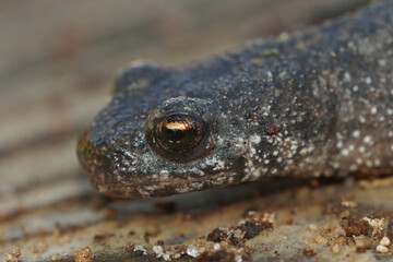 Closeup on a the head of a terrestrial Balkan crested newt, Triturus ivanbureschi