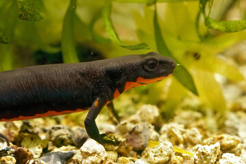 Closeup on an aquatic adult CHinese fire -bellied newt, Cynops orientalis, in an aquarium