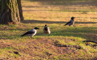 crows in autumn park