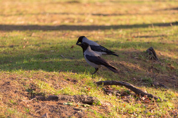gray crows in an autumn park