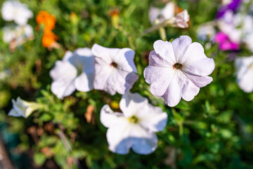 Lavender petunia flower against green foliage in garden