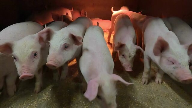 Cute pigs on a pig farm