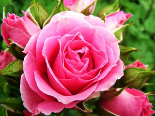 pink rose in garden