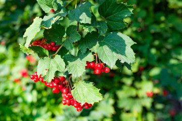 Bunches of viburnum berries growing on bush in garden