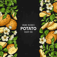 Hand drawn frame with potato. Organic plant drawing with potato