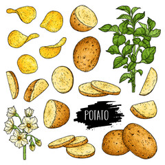 Hand drawn potato set. Organic plant drawing with unpeeled whole potato,slices, halves, chips, flower and branch