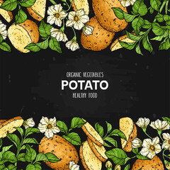 Hand drawn frame with potato. Organic plant drawing with potato