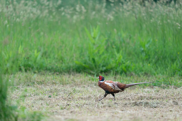The common pheasant (Phasianus colchicus)