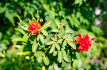 Obraz premium Poppy flower growing against leaves in green garden