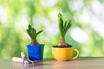 Spring gardening concept; Two hyacinth growths and gardening tools on wooden table and green background