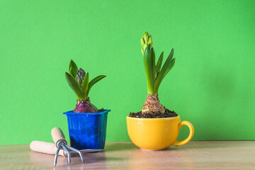 Spring gardening concept; Two hyacinth growths and gardening tools on wooden table and green background