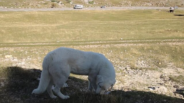 chien de montagne Patou dans une prairie