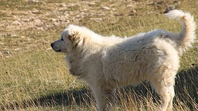 chien de montagne Patou dans une prairie