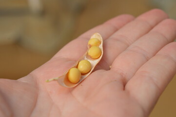 Close up of a hand holding a soybean pod with 3 seeds.