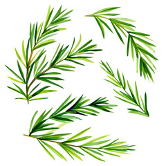 Rosemary herb and spice Watercolor illustration. Rosemary branch