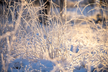 Close up of frozen grass in a snowy winter scenery.