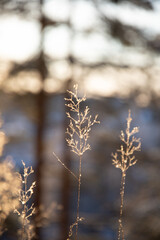 Close up of frost wild plant during winter