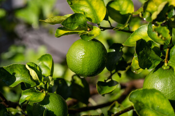 Close-up fresh lime in harvest garden are excellent source of vitamin C. Green organic lime citrus fruit hanging on tree.