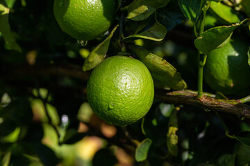 Close-up fresh lime in harvest garden are excellent source of vitamin C. Green organic lime citrus fruit hanging on tree.