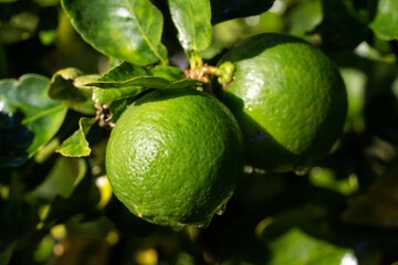 Close-up fresh limes in harvest garden are excellent source of vitamin C. Green organic lime citrus fruit hanging on tree.