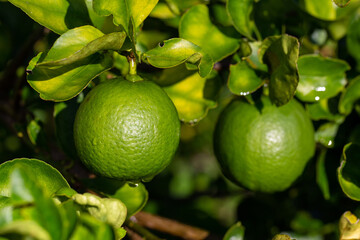 Close-up fresh limes in harvest garden are excellent source of vitamin C. Green organic lime citrus...