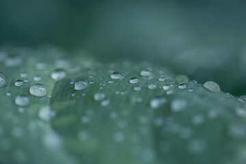 Close-up dew drops on leaf beautiful natural macro background. Water drop on leaf in winter or rainy season evergreen background.