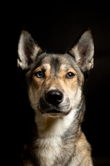 Portrait of a husky dogs in the studio with black background