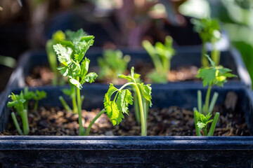 Cuttings celery for planted in vegetable bed in garden.