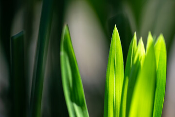 Green leaf with sunlight evergreen natural ecology background.