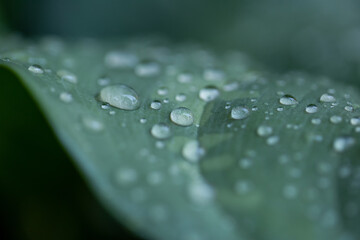 Close-up dew drops on leaf beautiful natural macro background. Water drop on leaf in winter or rainy season.