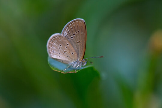 Zizula hylax butterfly on leaf garden. Tiny grass blue butterfly holding on leaf.