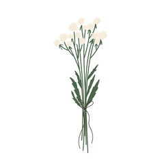 Bouquet of white wildflowers. Summer gift bouquet. Vector illustration in cartoon style. Isolated on white background.