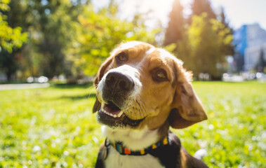 Portrait of cute beagle dog at the park.