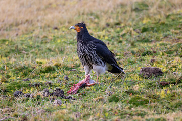 Carunculated Caracara enjoying a snack