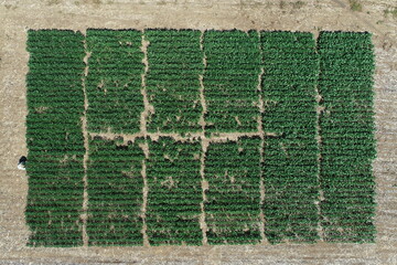 Soybean experimental field in vegetative stage cultivated under no-tillage