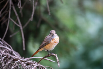 The common redstart female, Phoenicurus phoenicurus, is photographed in close-up sitting on a branch against a blurred background.