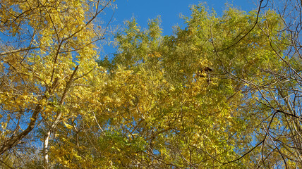 Autumn Has Painted Beautiful Golden Hues On the Leaves of the Trees, Forming A Lush Relief Carpet. Photographed from A Wide Angle