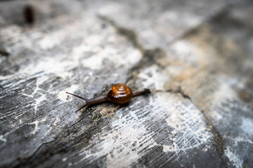 cute little snail