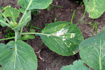 Cabbage leaves damaged by plant pests. This is a big problem in gardens and fields.